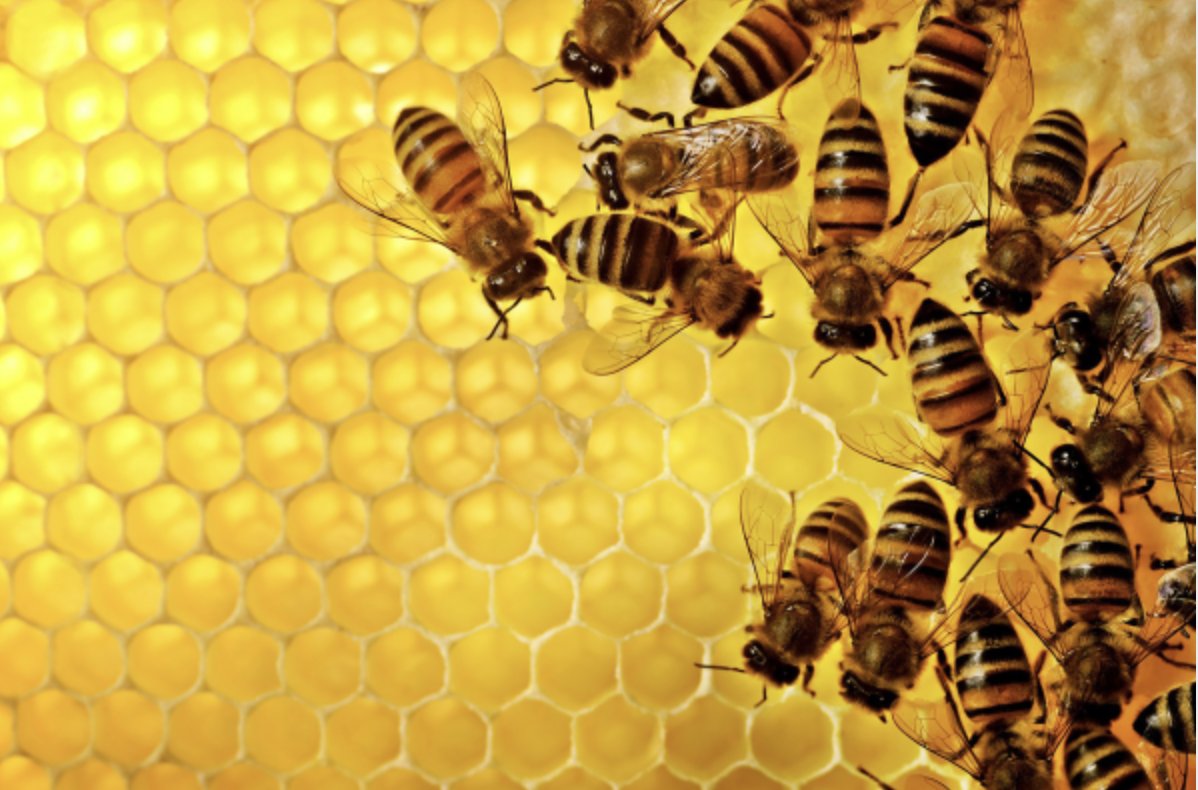 IEEEPhotonics's tweet photo. 🌍🐝 On #WorldBeeDay, discover how #photonics is protecting pollinators!
From hive health monitoring to robotic bees, light-based tech is helping preserve these vital species.
🔗 Read the full article: https://t.co/YpnTj0Q5IR

#IEEEPhotonics #BeeDay2025 #SustainableTech #STEM https://t.co/gR9ghaZttT