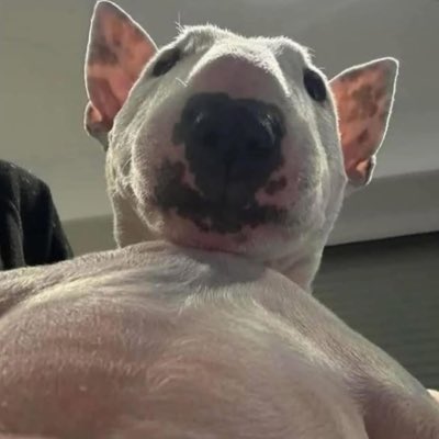 bagelsbruh's tweet photo. #NewProfilePic https://t.co/BGLfuSNGsK
