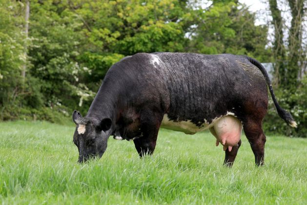 13 years down the line, why farmers are still waiting for an end to BVD testing independent.ie/farming/beef/1…