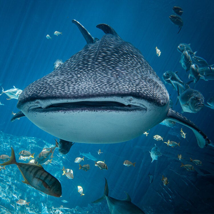KonoSayakaVT's tweet photo. @hourly_shitpost Whale shark >:) https://t.co/BHM5fIaHPm