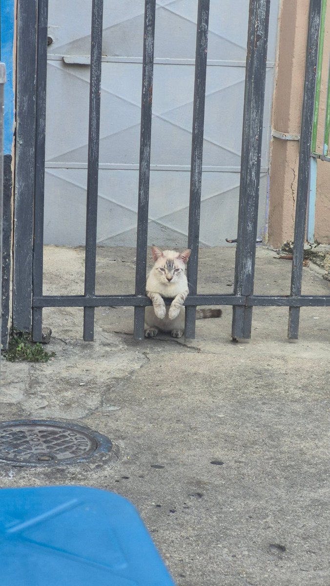 oh to be this cat just chilling