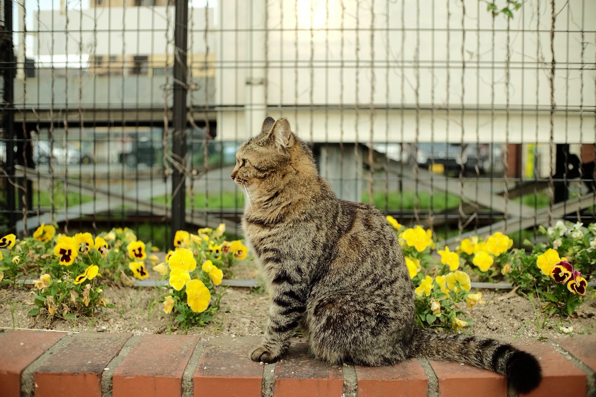haruming562's tweet photo. 姿勢の良い猫ちゃん https://t.co/z8zIhLVvSV