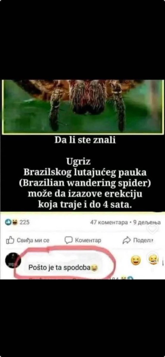 ludi milojko tweet media