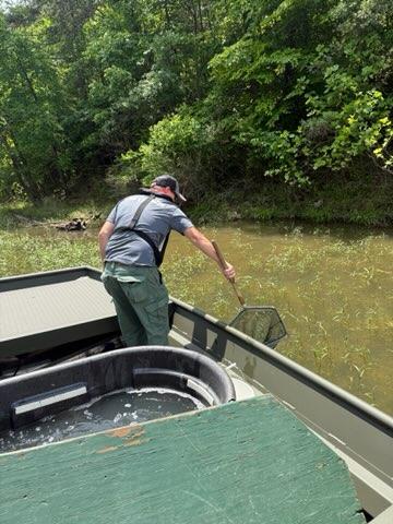 57,000 #walleye fingerlings stocked in #PaintsvilleLake yesterday.  The staff at Minor Clark Hatchery have produced a bumper crop of walleye this year and most lakes will be getting extra!  At Paintsville, EFD is transporting fish out to weed beds in hopes of increasing survival.