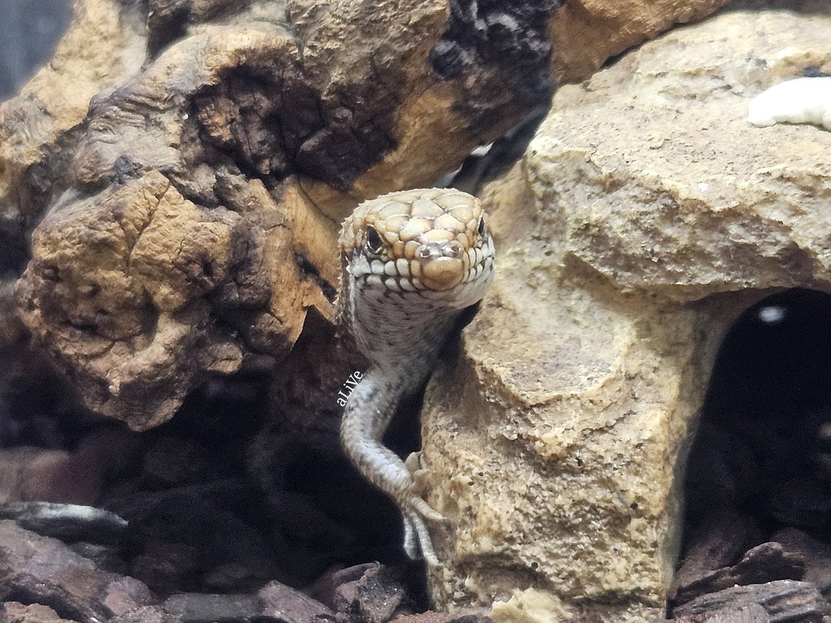 デプレッサイワトカゲ
国内C.B.の可愛いベビーがきています。
しゃかしゃか活発に動き回っていて癒されますよ。
【alive-rep.jp】
【毎週水・木曜は定休日】
【27(火)は臨時休業】