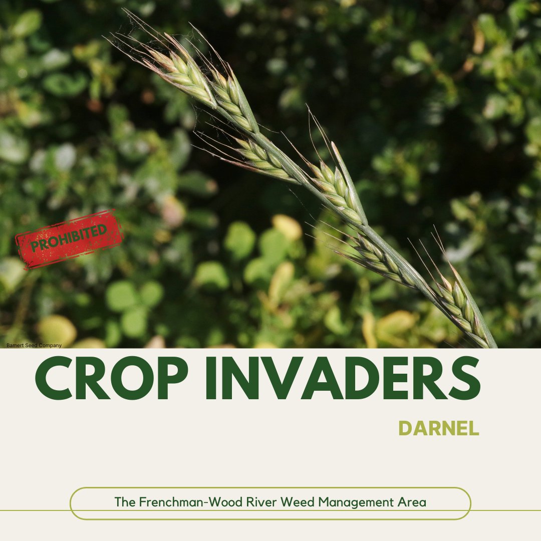 FWRWMA's tweet photo. Darnel looks a lot like wheat but doesn’t belong in your crop! It competes for nutrients, lowers grain quality, and can even be toxic when consumed in large amounts. Scout for weeds early in the season and clean equipment to prevent it from entering your field. https://t.co/03q76SOdad