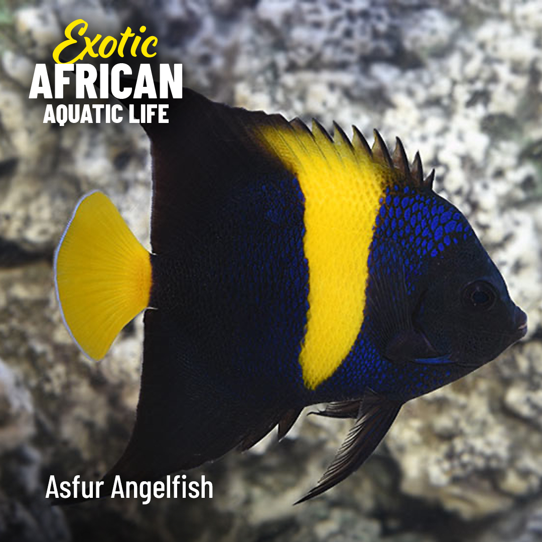 LiveAquaria's tweet photo. Stock African species and become an aquarium legend! Save up to 30% on marine species from the Red Sea, Kenya, and Africa that will take center stage.
https://t.co/xrKs4VbEw9
#saltwater #marine #reef #reefsafefish #fishsale #aquaticlife #aquarium #invert #invertsale #coralsale https://t.co/ojp6I71zHe