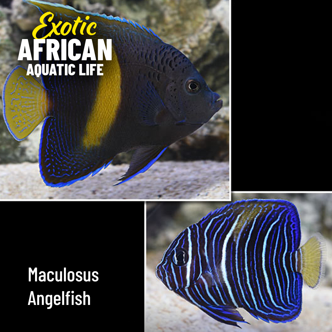 LiveAquaria's tweet photo. Stock African species and become an aquarium legend! Save up to 30% on marine species from the Red Sea, Kenya, and Africa that will take center stage.
https://t.co/xrKs4VbEw9
#saltwater #marine #reef #reefsafefish #fishsale #aquaticlife #aquarium #invert #invertsale #coralsale https://t.co/ojp6I71zHe