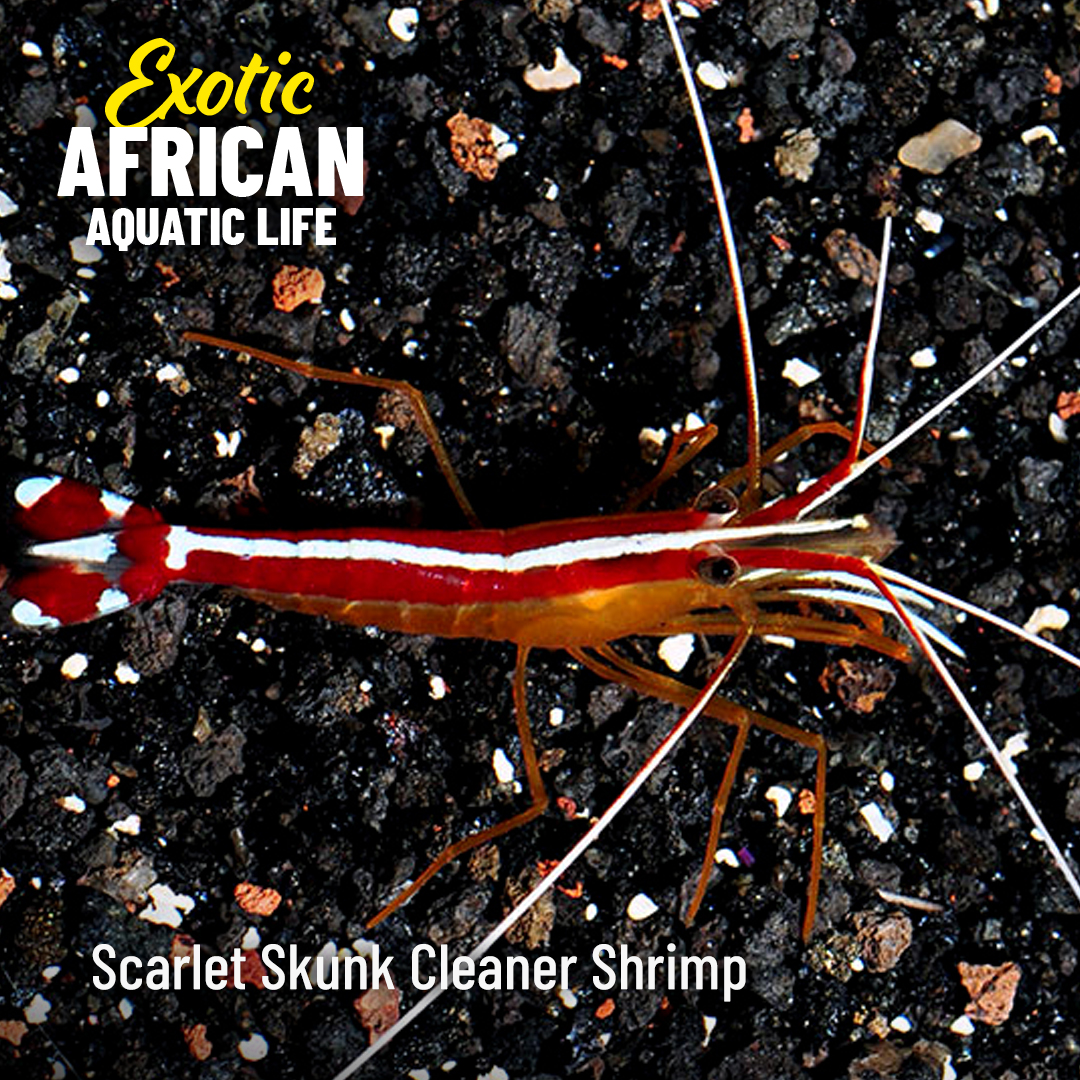 LiveAquaria's tweet photo. Stock African species and become an aquarium legend! Save up to 30% on marine species from the Red Sea, Kenya, and Africa that will take center stage.
https://t.co/xrKs4VbEw9
#saltwater #marine #reef #reefsafefish #fishsale #aquaticlife #aquarium #invert #invertsale #coralsale https://t.co/ojp6I71zHe