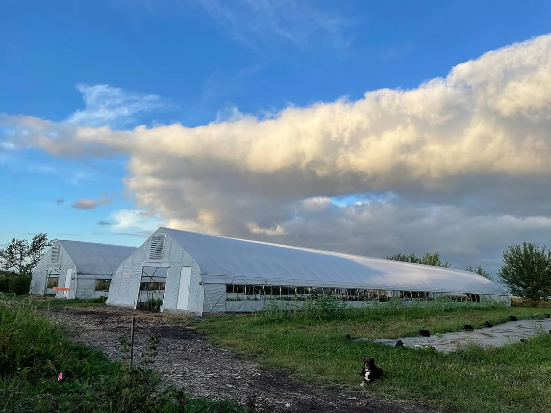 NiftyHoops's tweet image. High tunnels are one of the smartest ways to stretch your growing season and protect your crops from unpredictable Midwest weather.
Check out our 30’ Gothic tunnel: niftyhoops.com/hoophouses/30-…
#SeasonExtension #TunnelTech #SustainableFarming #NiftyHoops