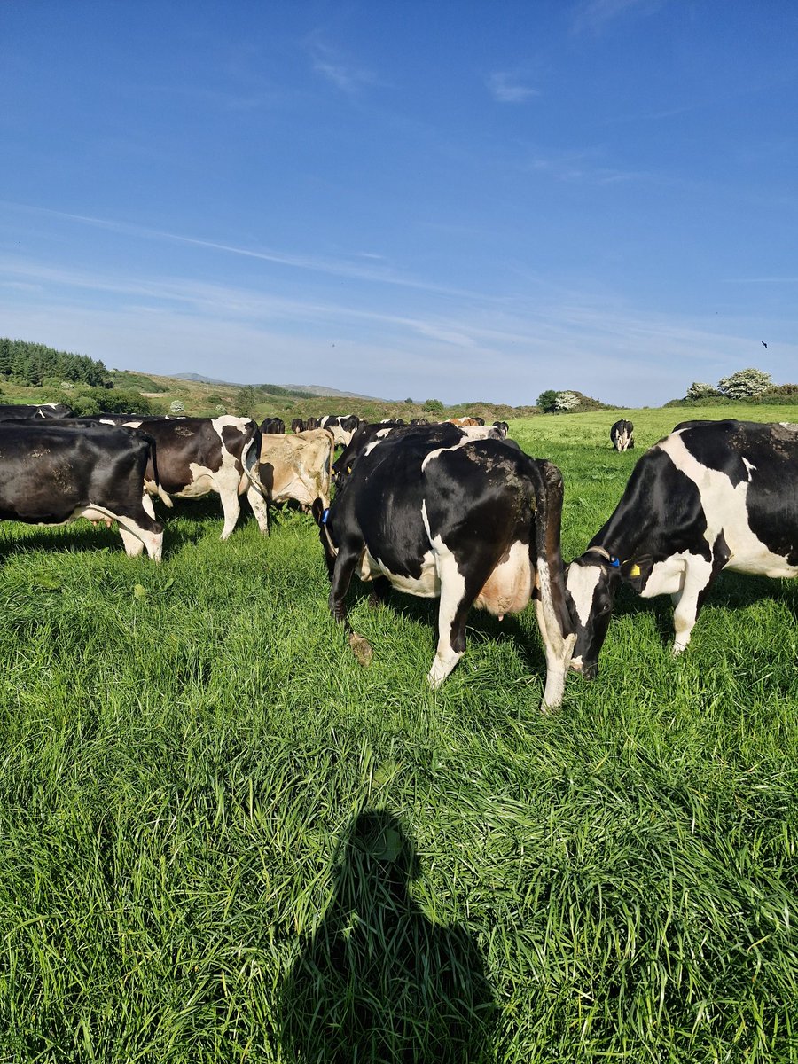 Drinagh: The milk price for April is unchanged at 50.84 cents per litre incl. 

Thankfully my girls gave a price of 56.8CPL 🐄🐄🐄 , happy with cow Performance so far this year. 

#WestCork🇮🇪🐄 #AprilMilkPrice #DrinaghCoop