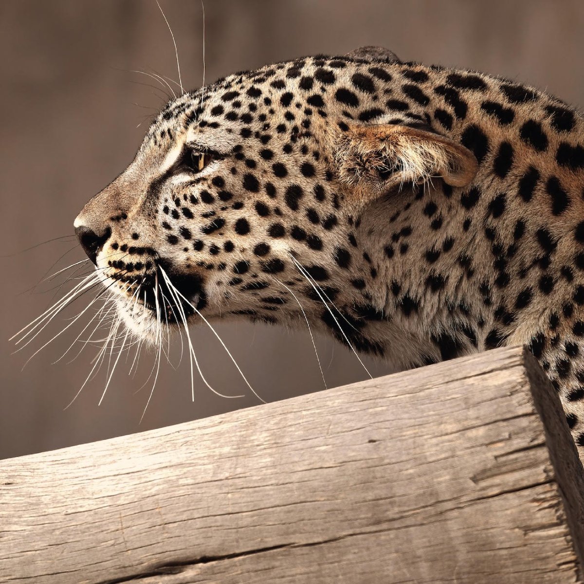 U.S. Embassy Riyadh (@usainksa) on Twitter photo تهانينا لـ <a href="/RCU_SA/">الهيئة الملكية لمحافظة العلا</a> و <a href="/NationalZoo/">National Zoo</a> على توقيع اتفاقية تهدف إلى حماية #النمر_العربي المهدد بالانقراض عبر مبادرات علمية تهدف إلى ضمان استمراره في بيئة آمنة ومستقرة. 🇺🇸🇸🇦 تهانينا لـ <a href="/RCU_SA/">الهيئة الملكية لمحافظة العلا</a> و <a href="/NationalZoo/">National Zoo</a> على توقيع اتفاقية تهدف إلى حماية #النمر_العربي المهدد بالانقراض عبر مبادرات علمية تهدف إلى ضمان استمراره في بيئة آمنة ومستقرة. 🇺🇸🇸🇦