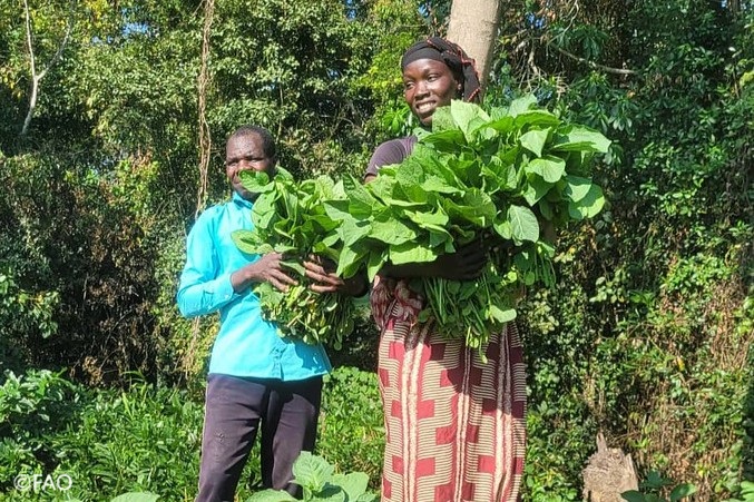 FAO in Emergencies (@faoemergencies) on Twitter photo Le Cameroun est touché par des chocs multiples qui compromettent la sécurité alimentaire des populations.
Merci à <a href="/Enabel_Belgium/">Enabel</a>, la <a href="/FAO/">Food and Agriculture Organization</a> a soutenu 750 ménages vulnérables et huit coopératives paysannes afin d'améliorer leur productivité agricole.
📷 bit.ly/4dnnwkJ Le Cameroun est touché par des chocs multiples qui compromettent la sécurité alimentaire des populations.
Merci à <a href="/Enabel_Belgium/">Enabel</a>, la <a href="/FAO/">Food and Agriculture Organization</a> a soutenu 750 ménages vulnérables et huit coopératives paysannes afin d'améliorer leur productivité agricole.
📷 bit.ly/4dnnwkJ