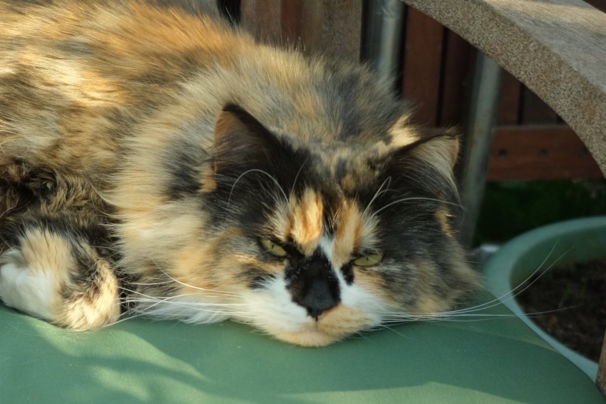 Susan Calman (@susancalman) on Twitter photo Susan's #CatOfTheDay is Maisie.
Thank you <a href="/maisiethetortie/">Maisie the Tortie / Margaret 🇬🇧🇨🇦</a> for sharing this pic! Susan's #CatOfTheDay is Maisie.
Thank you <a href="/maisiethetortie/">Maisie the Tortie / Margaret 🇬🇧🇨🇦</a> for sharing this pic!