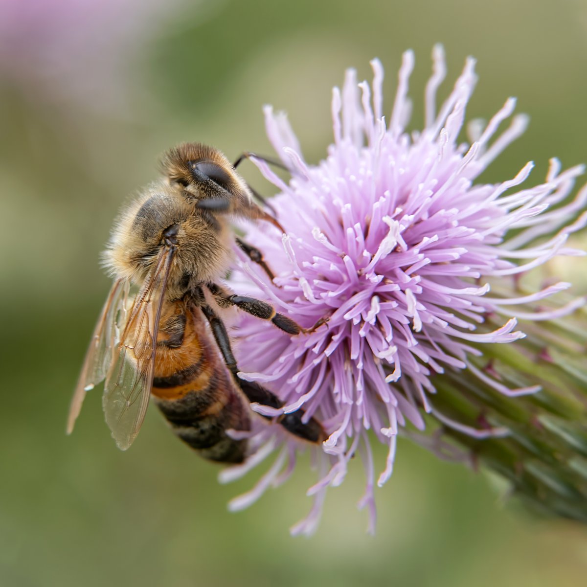 Happy #WorldBeeDay! 🐝

Now is a great time to help pollinators thrive in your garden. Bees are essential to our ecosystem as they help flowers and fruit pollinate.

Keep your garden looking bee-utiful whilst maintaining a healthy population with our blog explore-essex.com/blog/bee-hotel
