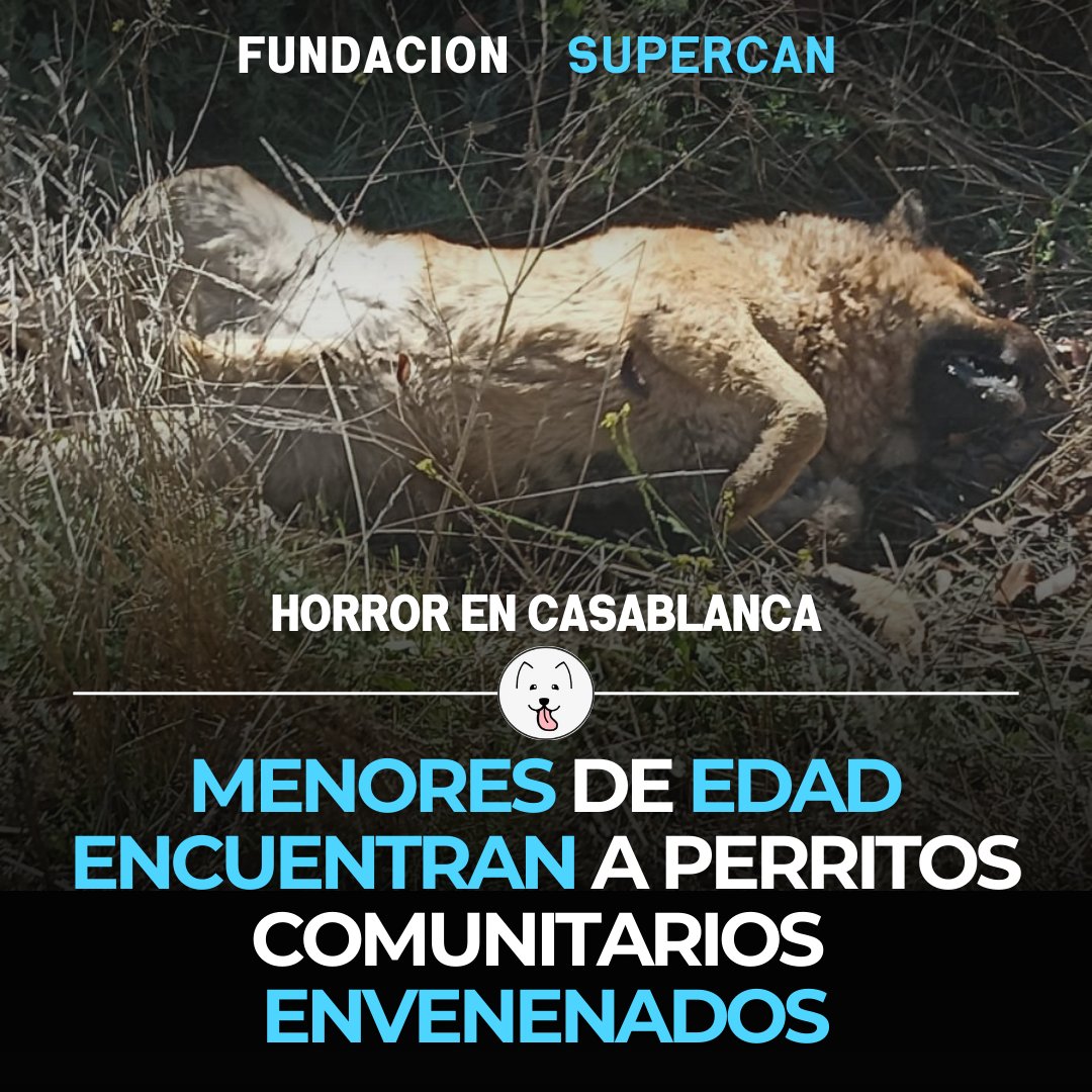 Kristian_Mella's tweet photo. ENTÉRATE DE LO QUE ESTÁ PASANDO EN CASABLANCA EN EL INSTAGRAM DE FUNDACIÓN SUPERCAN https://t.co/ohGqAUhp6G