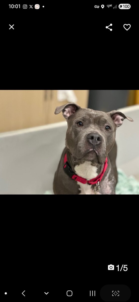 MyBoxerLuvMac1's tweet photo. ๐Sterling๐
โช๏ธ#NewIntake #226080 6y
#NYCACC #Adoptme #RescueMe
Precious sweetie's๐, just arrived @ scary shelter.
Her eyes are beginning 2 soften, show some safety.
Affectionate girl needs to be hapyy + is so eager 2 please!
Deserves loving, #Adopter/N.East #Foster, to build trust + bond w u.
DM @CathyPolicky
Pls #pledge
๐S
https://t.co/w6S8eJZoHb