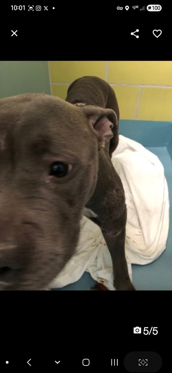 MyBoxerLuvMac1's tweet photo. ๐Sterling๐
โช๏ธ#NewIntake #226080 6y
#NYCACC #Adoptme #RescueMe
Precious sweetie's๐, just arrived @ scary shelter.
Her eyes are beginning 2 soften, show some safety.
Affectionate girl needs to be hapyy + is so eager 2 please!
Deserves loving, #Adopter/N.East #Foster, to build trust + bond w u.
DM @CathyPolicky
Pls #pledge
๐S
https://t.co/w6S8eJZoHb