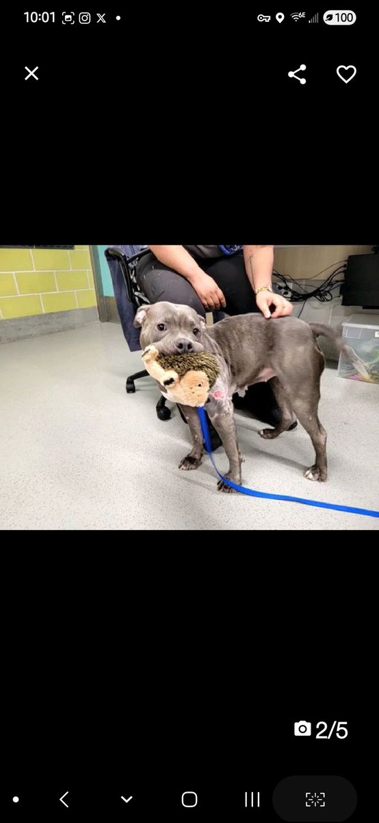 MyBoxerLuvMac1's tweet photo. ๐Sterling๐
โช๏ธ#NewIntake #226080 6y
#NYCACC #Adoptme #RescueMe
Precious sweetie's๐, just arrived @ scary shelter.
Her eyes are beginning 2 soften, show some safety.
Affectionate girl needs to be hapyy + is so eager 2 please!
Deserves loving, #Adopter/N.East #Foster, to build trust + bond w u.
DM @CathyPolicky
Pls #pledge
๐S
https://t.co/w6S8eJZoHb