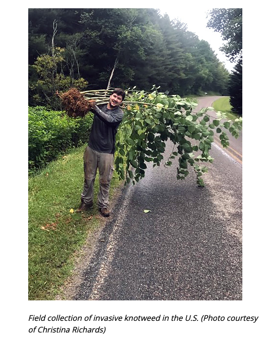 🌿 How does #Japaneseknotweed thrive across continents?

A new study from USF features how this aggressive invasive weed has evolved since its spread from Japan to Europe &amp; North America.

#WSSA #weedscience #invasiveplants