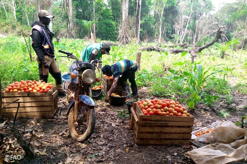 FAOemergencies's tweet photo. Le Cameroun est touché par des chocs multiples qui compromettent la sécurité alimentaire des populations.
Merci à @Enabel_Belgium, la @FAO a soutenu 750 ménages vulnérables et huit coopératives paysannes afin d'améliorer leur productivité agricole.
📷 https://t.co/hQblyB4G6Z https://t.co/4S4VpSdUyq