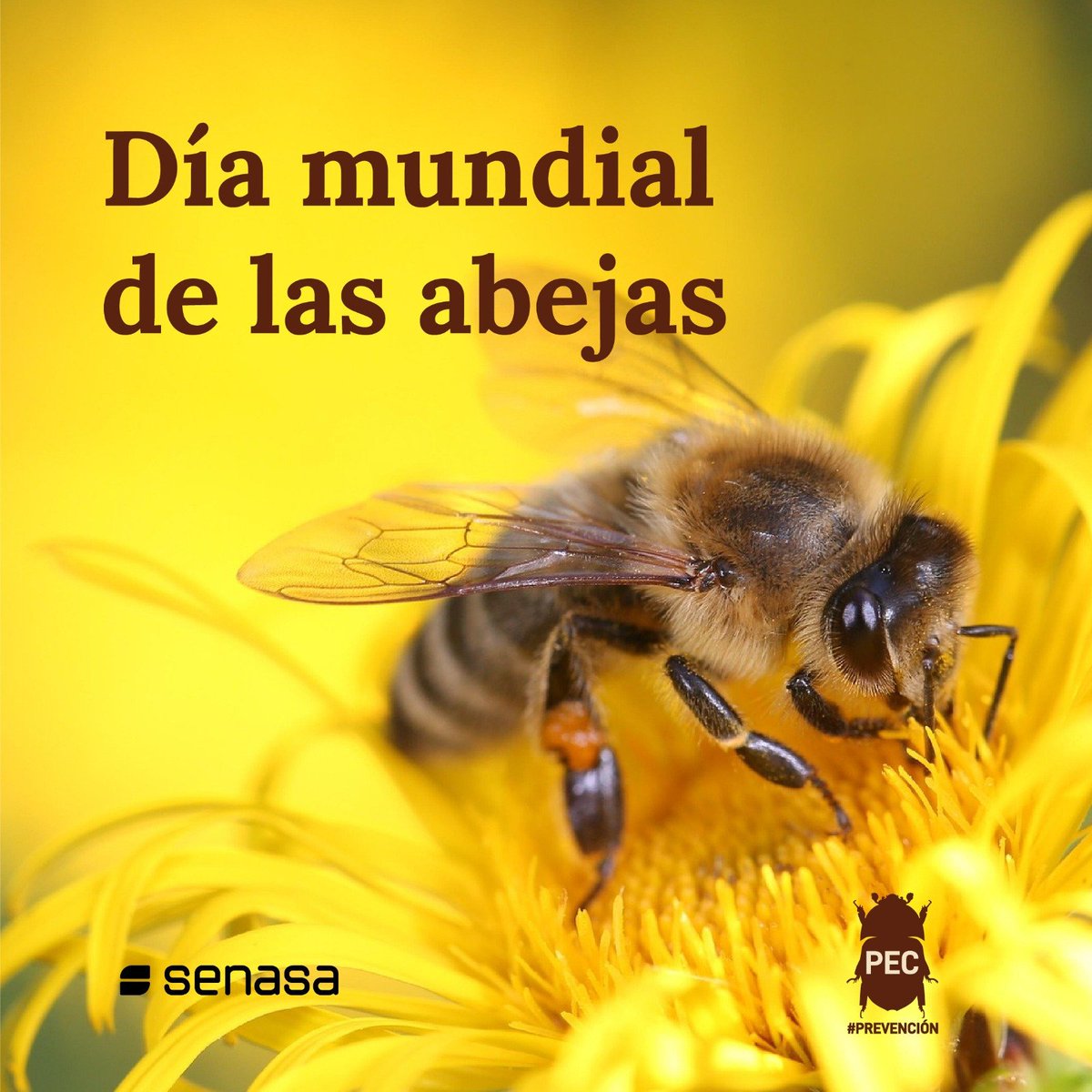 Senasa Argentina tweet media