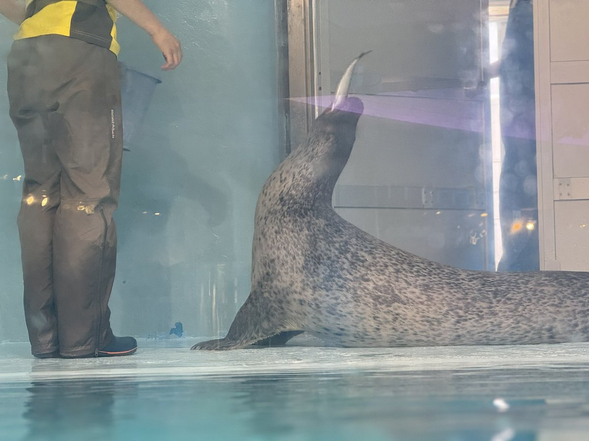 あざさんみながら食べれるんだ…！🌟って思ったら、あざさんのご飯始まって一緒にランチしたことになった。幸！！