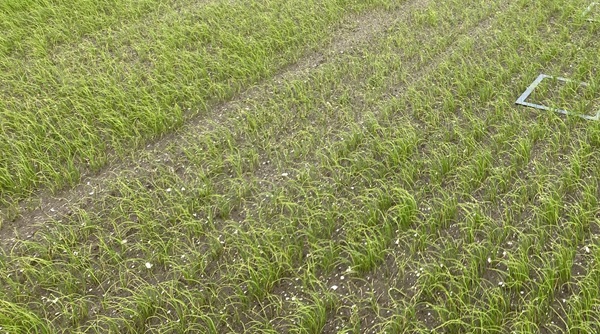 #Uienvlieg bestrijden met Nemasys Outdoor. 

Bekijk hier het advies: bit.ly/4krGAAK