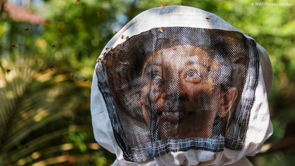 WWFForestCarbon's tweet image. 🐝 Happy #WorldBeeDay! Bees aren’t just essential to the Amazon biome. They also help communities generate sustainable incomes and keep forests standing for future generations. Learn more: worldwildlife.org/magazine/issue…