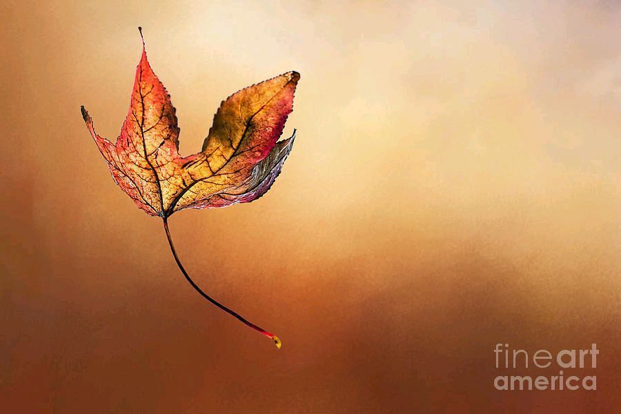 KayeMenner's tweet photo. #Autumn #Leaf #Falling By Kaye Menner #Photography Quality #prints lovely #products at:
https://t.co/QovzT9YglD
#orangered #textured #texturedleaf #bokeh #homedecor #giftideas #wallartforsale #Art #artforsale #BuyIntoArt #AYearForArt #Artist #FineArtAmerica https://t.co/mFJSzyAqYB