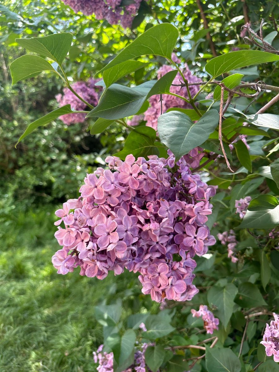 Sophia Myles tweet media