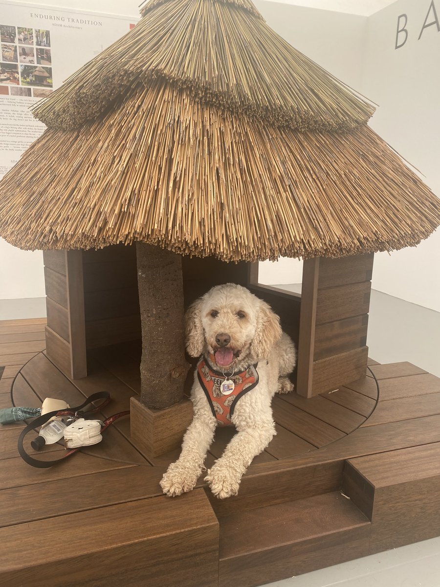 LeelooCockapoo's tweet photo. I had a fantastic time at #GoodWoof this weekend, can’t wait until next year! https://t.co/glmmXNPUum
