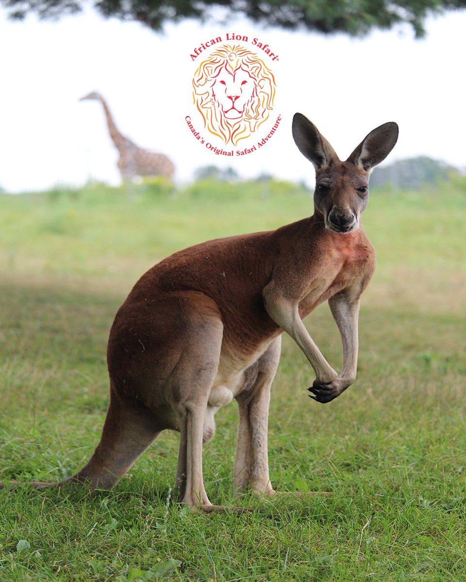 We’re giving you the chance to win FREE passes to African Lion Safari for you and the whole family! Get closer than you ever imagined to 1,000 exotic birds and animals 🦁🦒🦏🦓

Head over to bit.ly/44UJBoE for your chance to win!