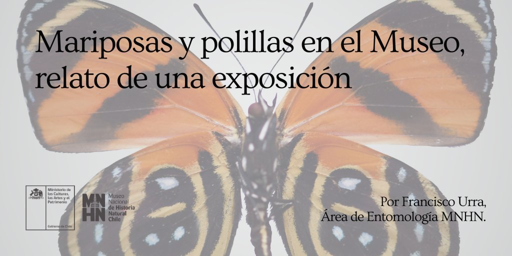 Hace poco inauguramos una hermosa exposición de mariposas y polillas 🦋 Francisco Urra, curador del Área de Entomología y de la muestra, comparte una nota que relata cómo la muestra pasó de un estado larvario a volar bellamente en el MNHN.

La nota acá 👉🏻 tinyurl.com/5xt9hvzc