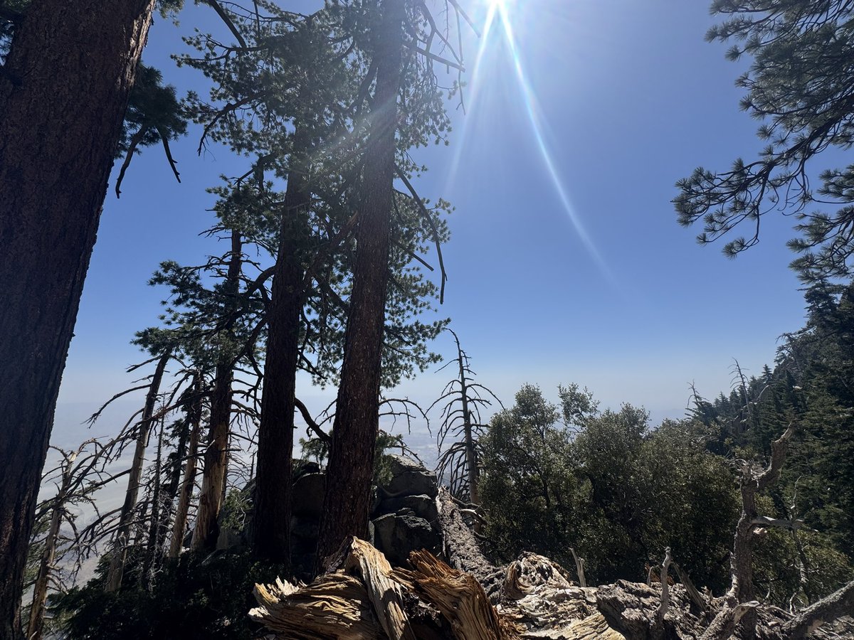 Dominique Samario tweet media