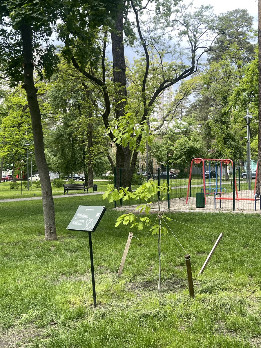 покажу вам, як вже виросло татове деревце 

за зиму сантиметрів 15 десь набрав, я вражена 

а ви поки можете порадіти за дубочок та підтримати запит в памʼять про мого тата для 93 омбр 
🫙: send.monobank.ua/jar/A5M58ZPMbc
💳: 4441 1111 2191 7391
PayPal: reutskateryna@gmail.com
