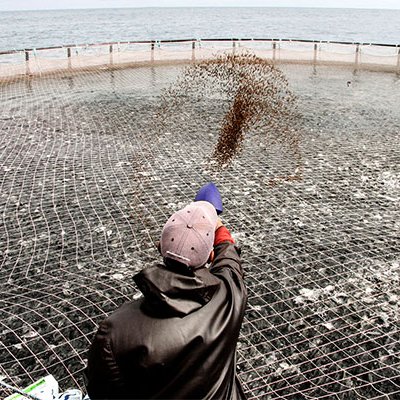 FAOfish's tweet photo. Innovations in aquafeed are reducing fishmeal use in aquaculture, improving efficiency, cutting costs, and boosting sustainability. 

Meet an aquaculture expert and learn how science is shaping the future of feed  👉 https://t.co/pBE434YW6G

#COFIAquaculture
#BlueTransformation https://t.co/ezADTGLanJ