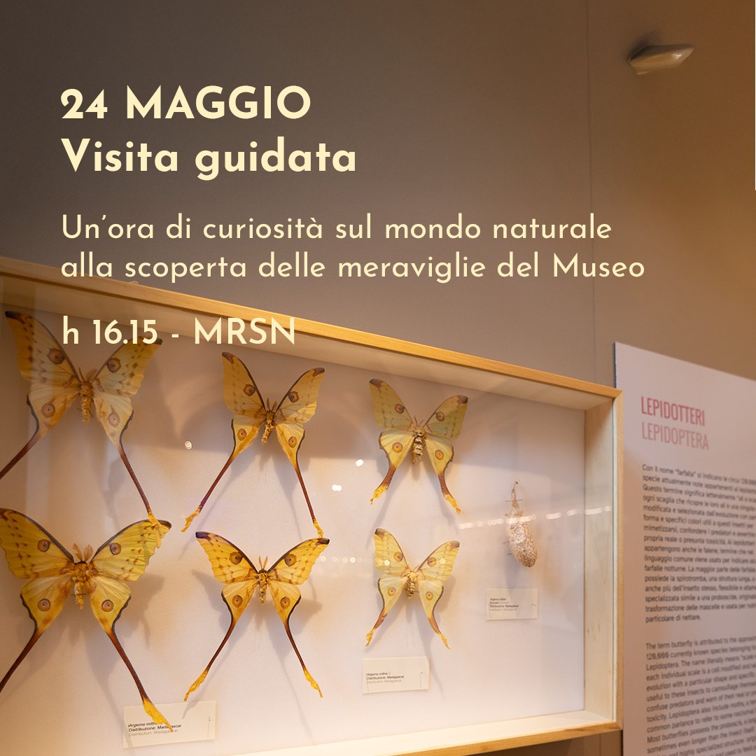 Regione Piemonte (@regionepiemonte) on Twitter photo 🔶Il Museo Regionale di Scienze Naturali di via Accademia Albertina, 15, a Torino, ti aspetta a maggio con tantissime visite guidate!
📅 Sabato 24 maggio 🕑14.30 A OGNUNO IL SUO
forms.gle/PxwaQgBnjWXGoR…
🕑 16.15 VISITA GUIDATA
forms.gle/NQB6W1rXkJLm18…
<a href="/MRSNTORINO/">MRSN Torino</a> 🔶Il Museo Regionale di Scienze Naturali di via Accademia Albertina, 15, a Torino, ti aspetta a maggio con tantissime visite guidate!
📅 Sabato 24 maggio 🕑14.30 A OGNUNO IL SUO
forms.gle/PxwaQgBnjWXGoR…
🕑 16.15 VISITA GUIDATA
forms.gle/NQB6W1rXkJLm18…
<a href="/MRSNTORINO/">MRSN Torino</a>