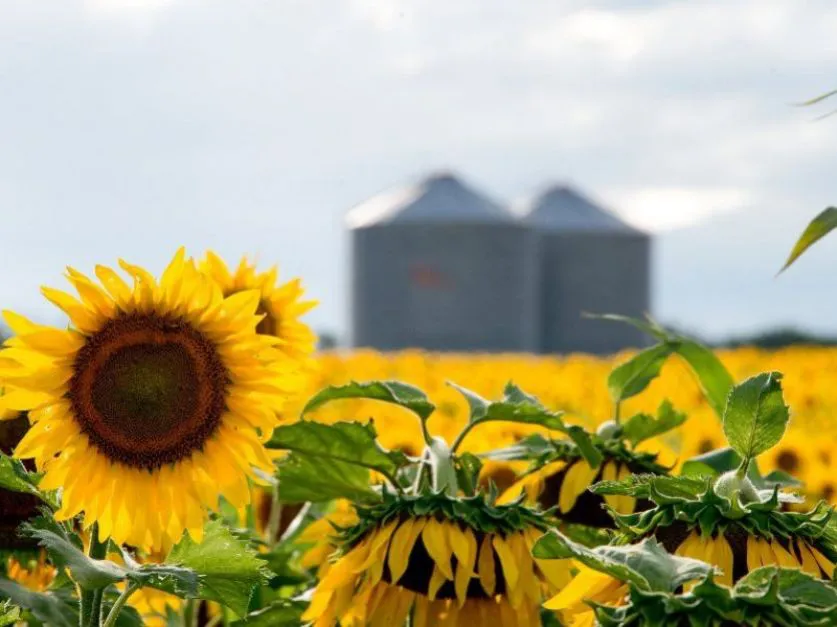 "La cosecha 2024/25 marca un hito y se perfila como la segunda mayor de la historia"

Vía: <a href="/revistachacra/">revistachacra</a> 

revistachacra.com.ar/agricultura/la…