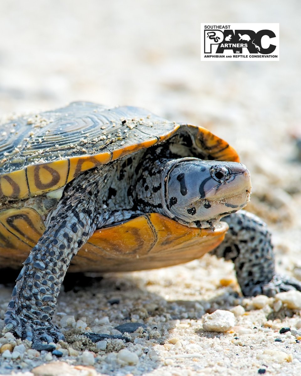 🎃 Halloween is 153 days away. Who’s stealing this beauty’s look? 🐢 Grab your supplies and start practicing the makeup today!
Jokes aside—Who can ID this fabulous turtle?
#WildTurtleWeek #HerpConservation #SEPARC #TurtleLove #SpookySeasonShells #SaveTheTurtles #Terrapin