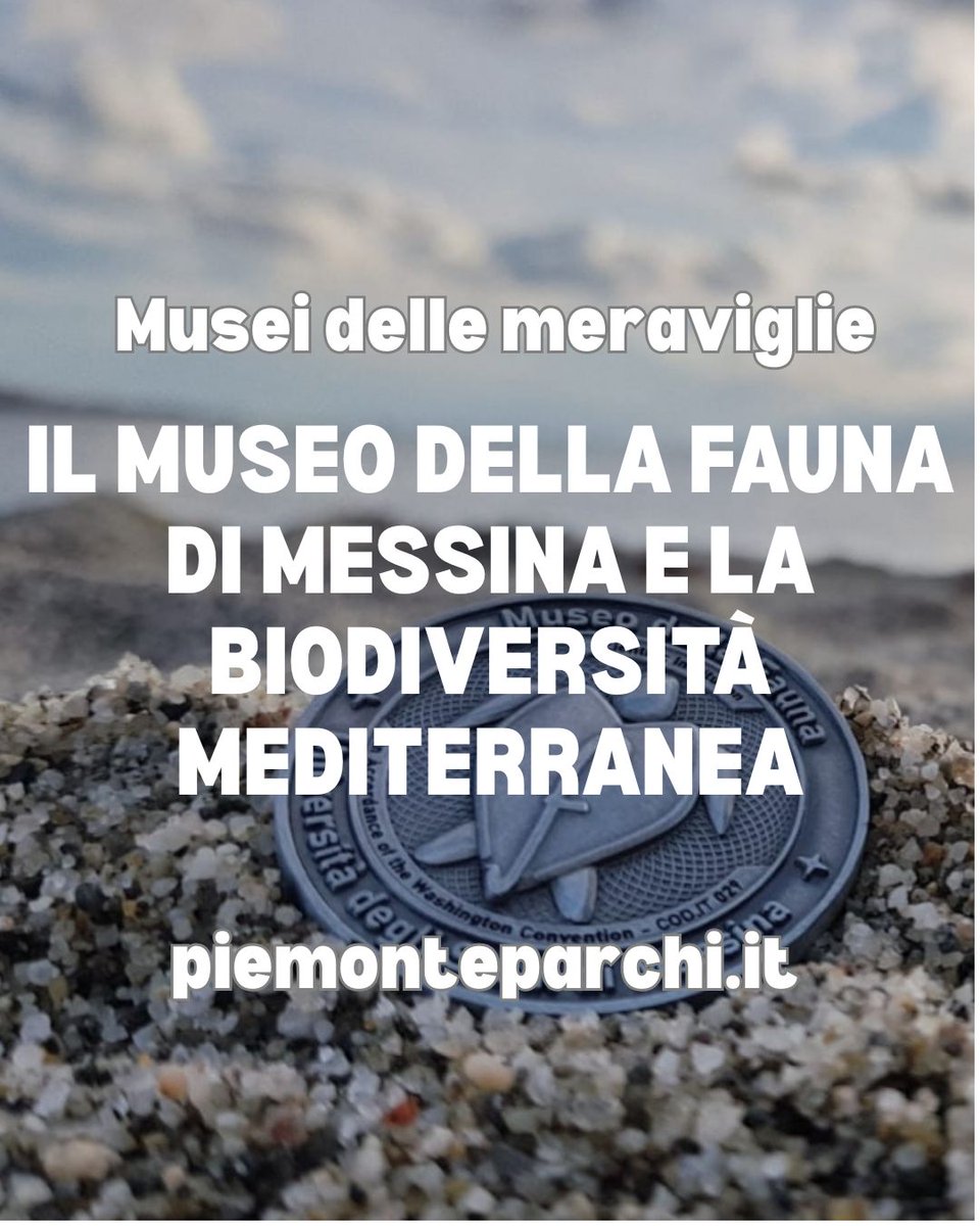 🌳 Dal 2017 il Museo della Fauna dell'Università degli Studi di Messina è riconosciuto tra le istituzioni scientifiche accreditate dal Ministero dell'Ambiente e della Sicurezza Energetica,

👉🏻 Leggi l'articolo su piemonteparchi.it !

#parchidavivere #piemonteparchi