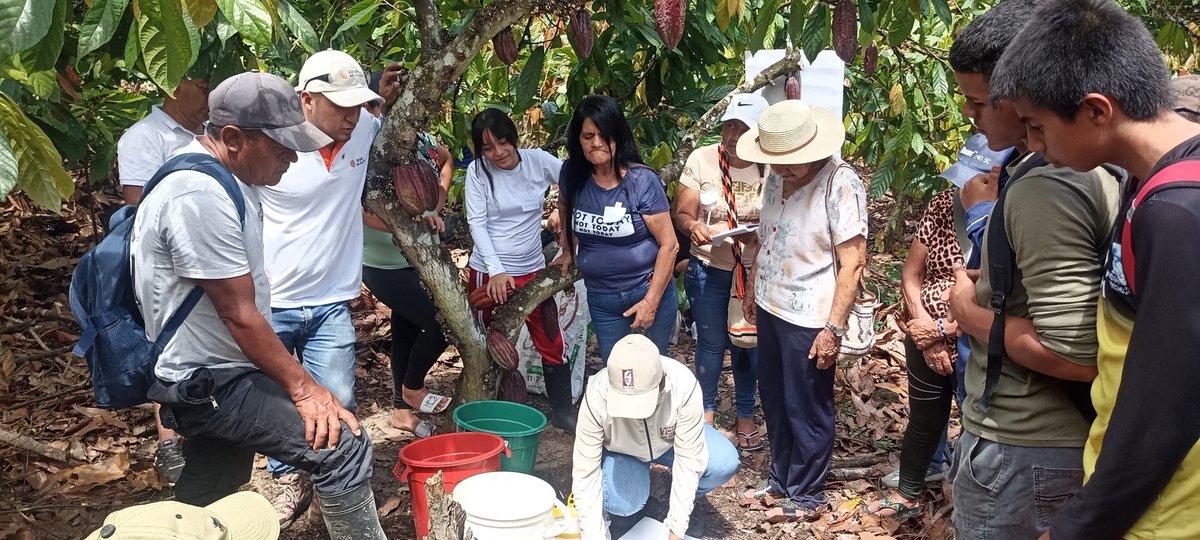 fedecacao's tweet photo. En Policarpa, Nariño, realizamos Día de Campo con la participación de 88 familias cacaocultoras.👩‍🌾El Fondo Nacional del Cacao fortalece los conocimientos técnicos y promueve el rol de la mujer rural en la producción sostenible.👩‍🌾 https://t.co/3mJzoMxsE1