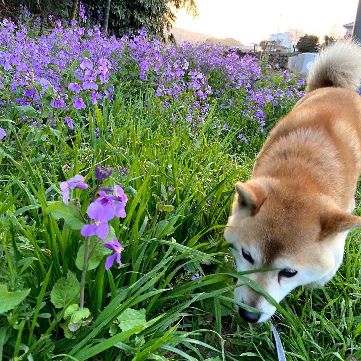 tomooo_17's tweet photo. かわいい犬 https://t.co/AkuPjTLTTu