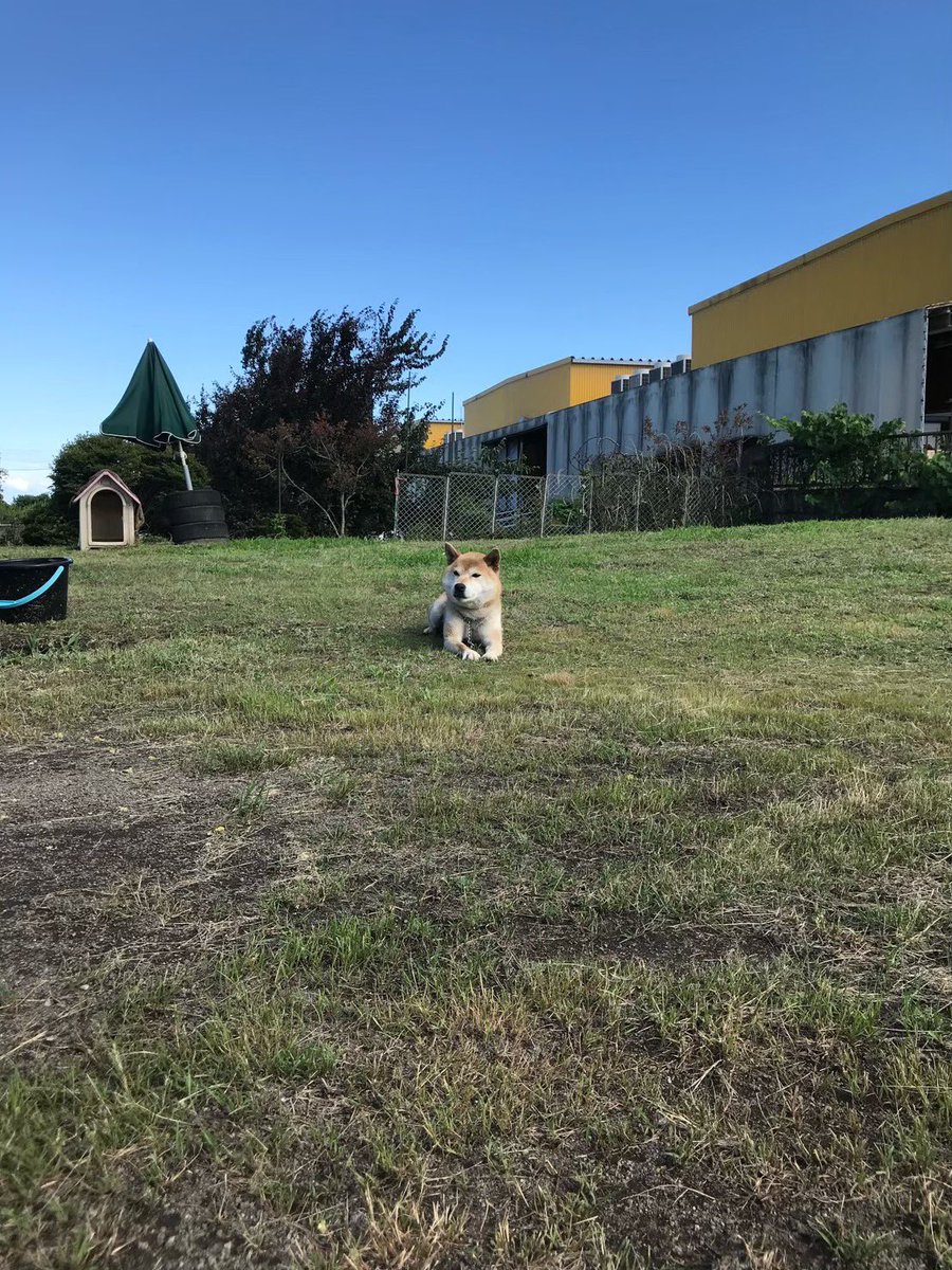 tomooo_17's tweet photo. かわいい犬 https://t.co/AkuPjTLTTu