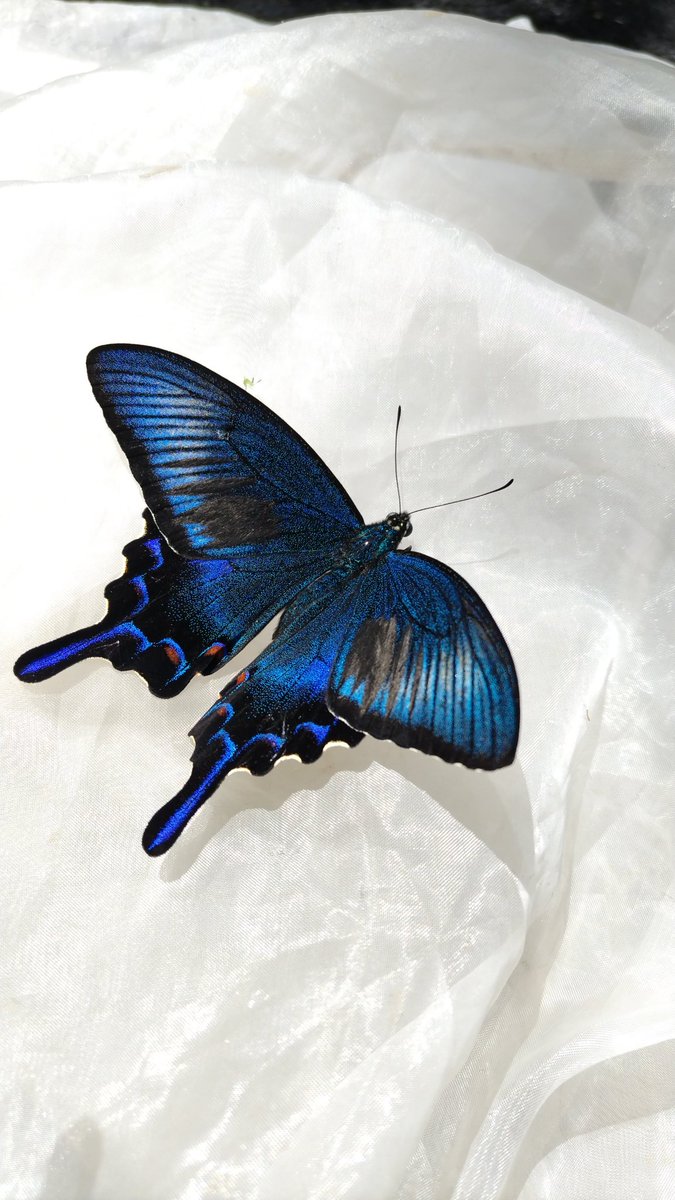 みがし tweet media