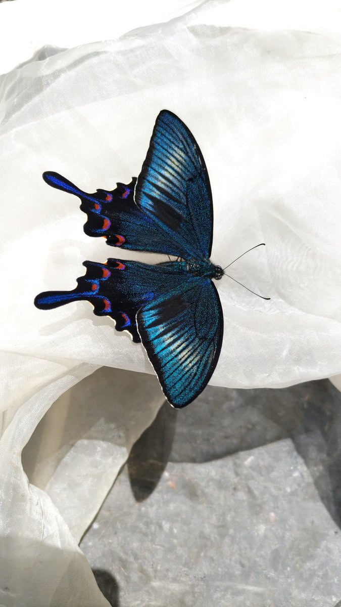 みがし tweet media