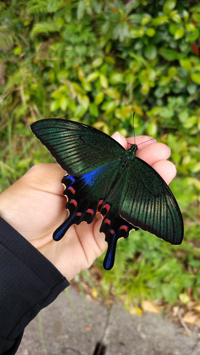 みがし tweet media