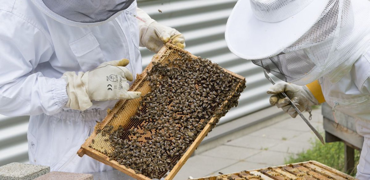 🐝 Avui és el Dia Mundial de les Abelles, reivindiquem el seu paper clau en l’alimentació i la biodiversitat. Tot i això, estan en perill.

Formació i recerca, claus per protegir-les 🧑‍🌾📚

👉 Llegeix la notícia: ow.ly/6Xf950VVGZX