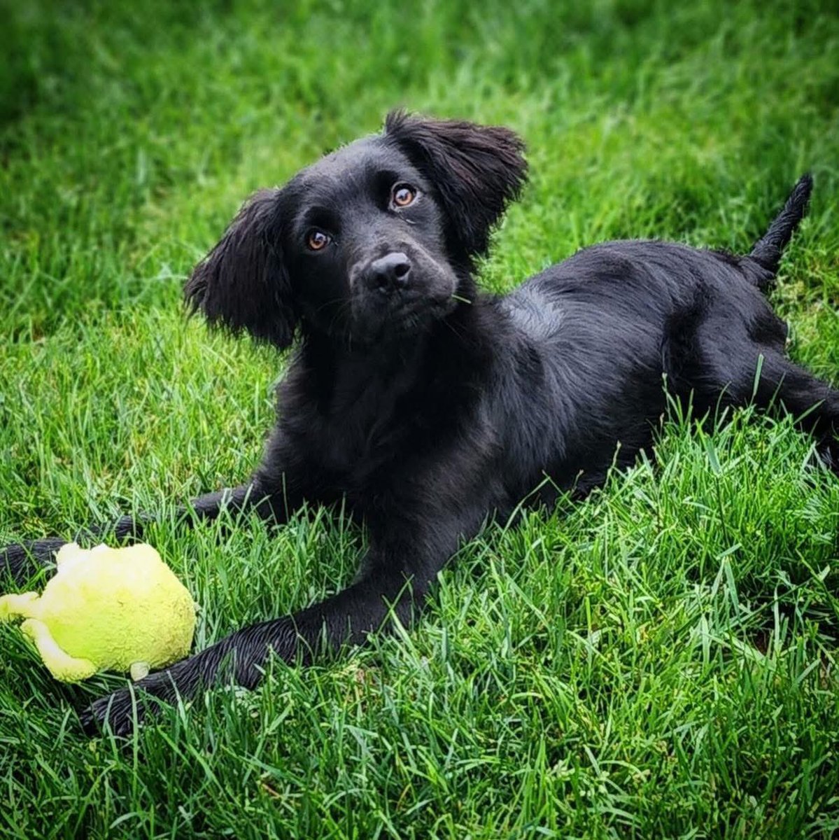 OPH_Rescue's tweet image. Name: Conan 
Age: 5 months 
Weight: 21 lbs 🐾 

Learn more and apply to adopt @ ophrescue.org/dogs/14399