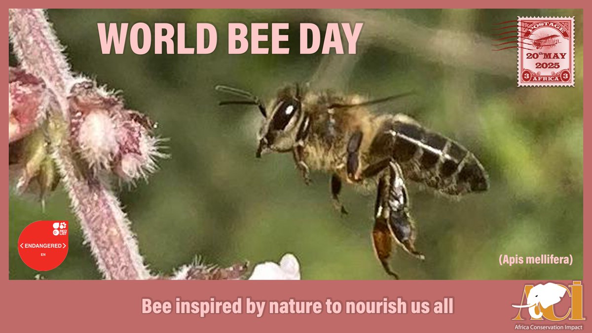 World Bee Day is dedicated to highlight the vital role of bees and other pollinators in ecosystems, food security, and sustainable development. The day aims to raise awareness of the threats facing bees and the importance of protecting them.